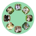 Laad afbeelding in galerijweergave, Projector Dierenbaby's