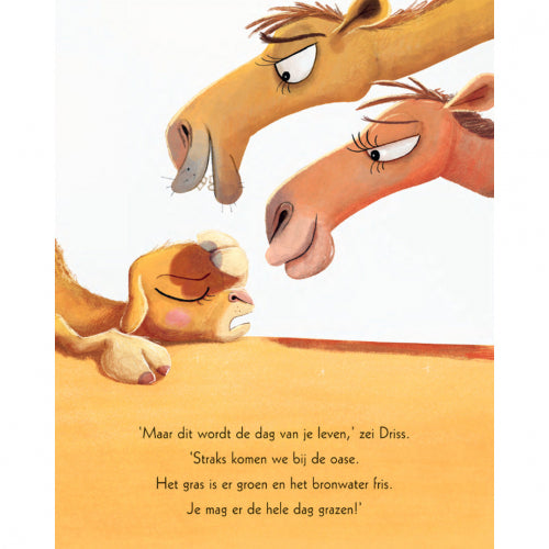 Lars de dwarse dromedaris