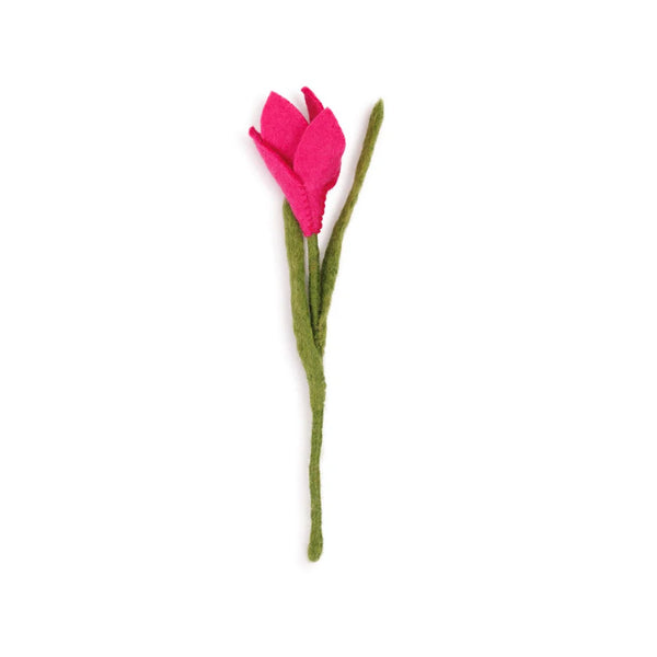 Krokus Fuchsia