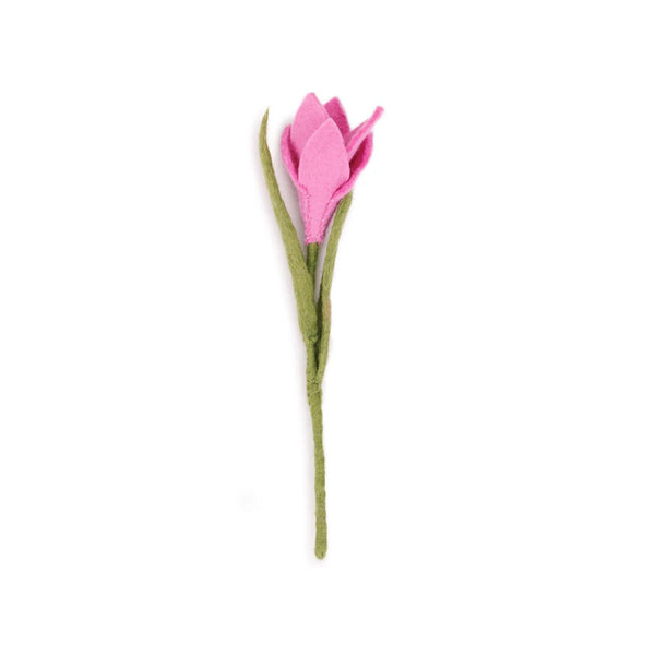 Krokus Roze