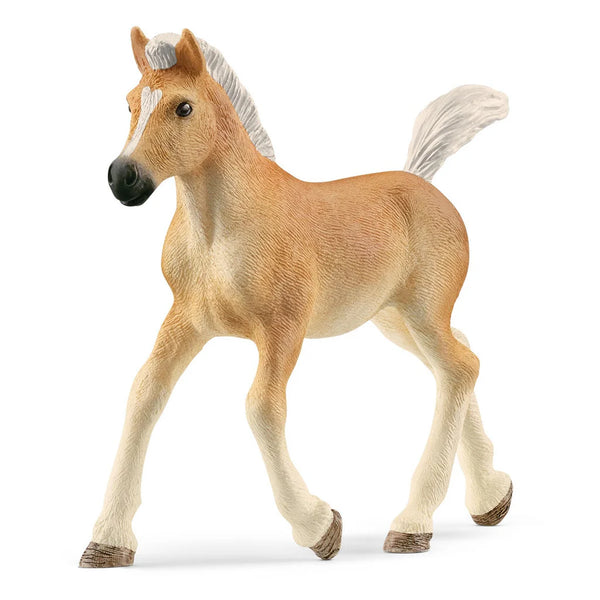 Haflinger Veulen