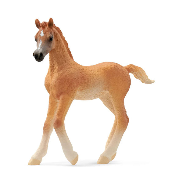Arabisch veulen
