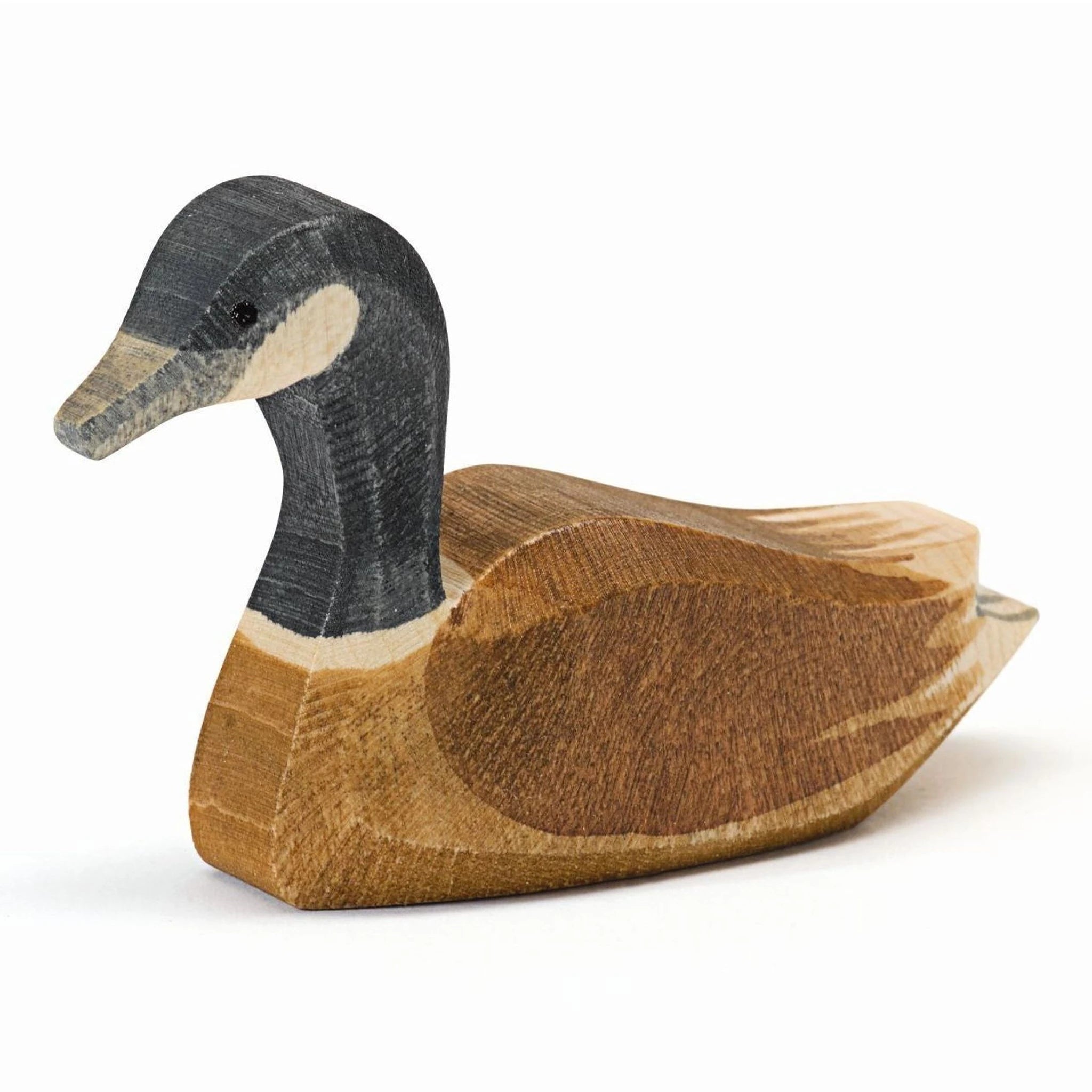 Canadese Gans Zwemmend