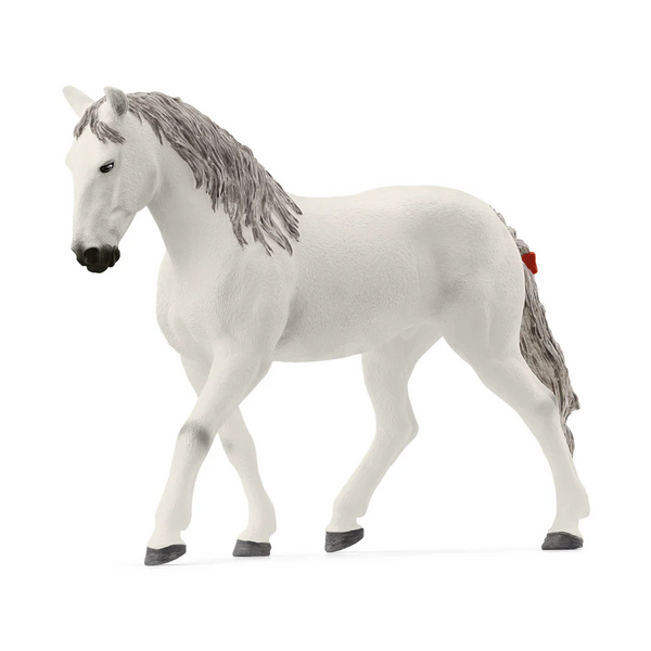 Lipizzaner Merrie