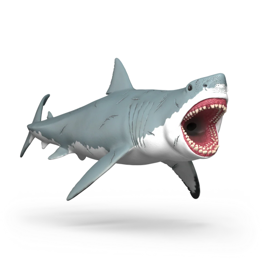 Haai Megalodon