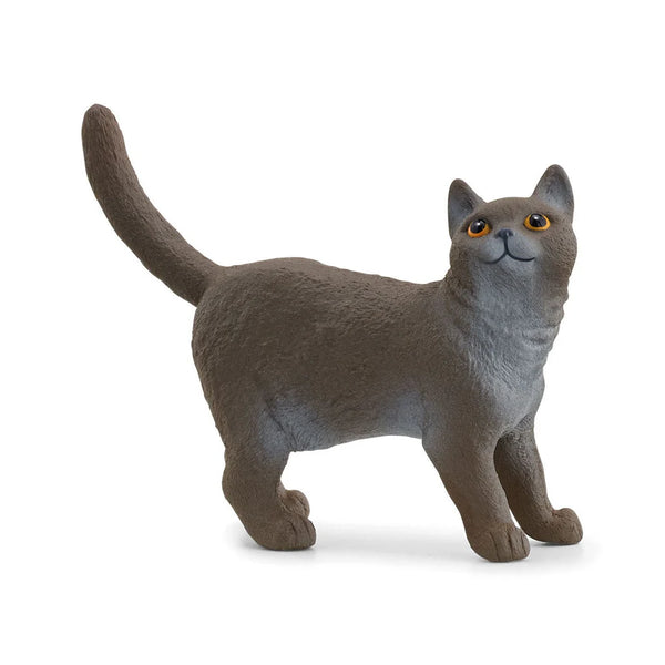 Britse Korthaar Kat