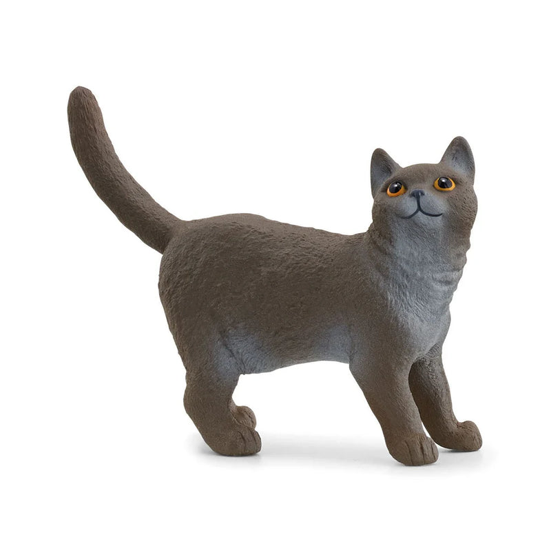 Britse Korthaar Kat