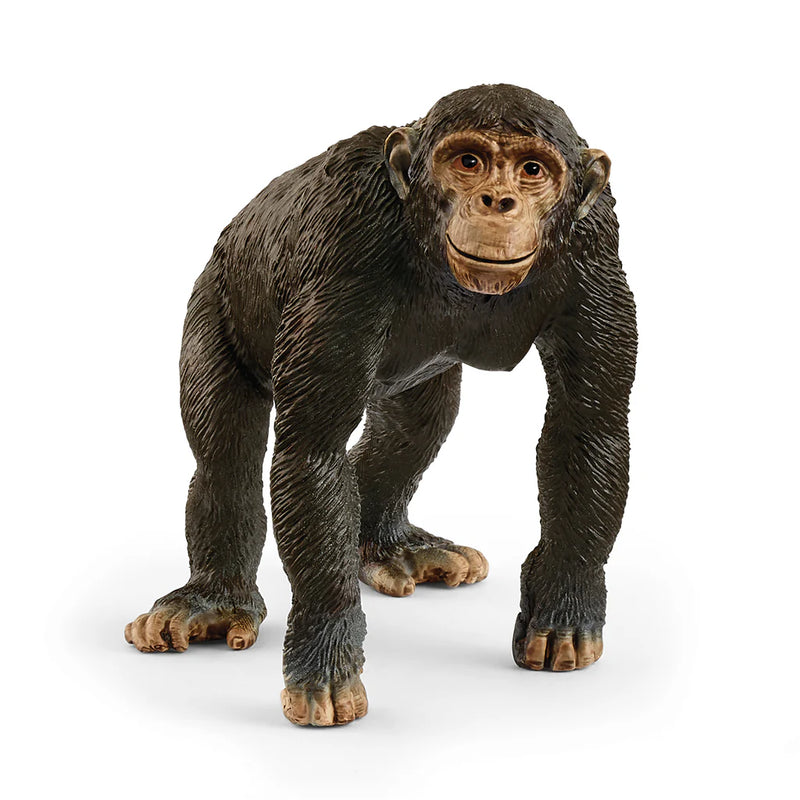 Chimpansee