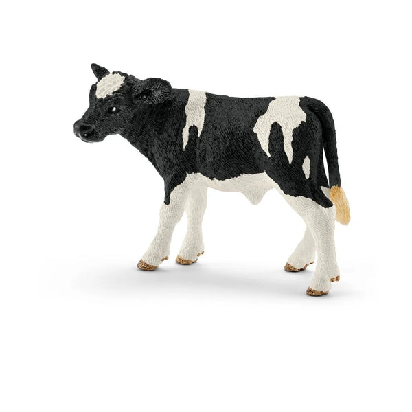 Kalf stier zwartbont